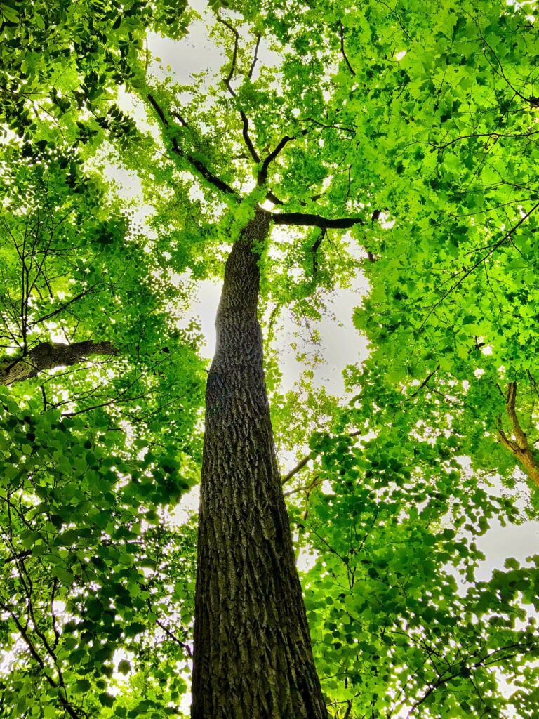 E670404 w1272 nature20210902105252 1.jpeg